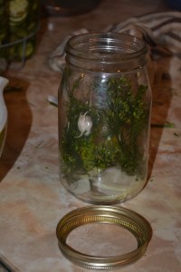 dill and garlic in jar