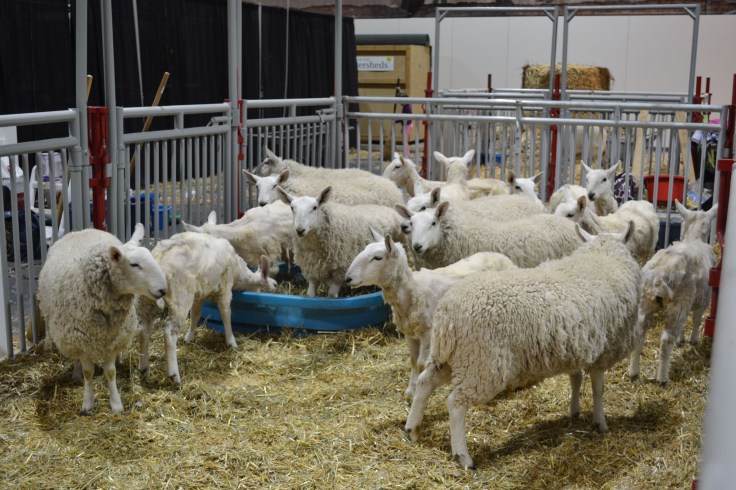 Sheep ready to be sheared. 