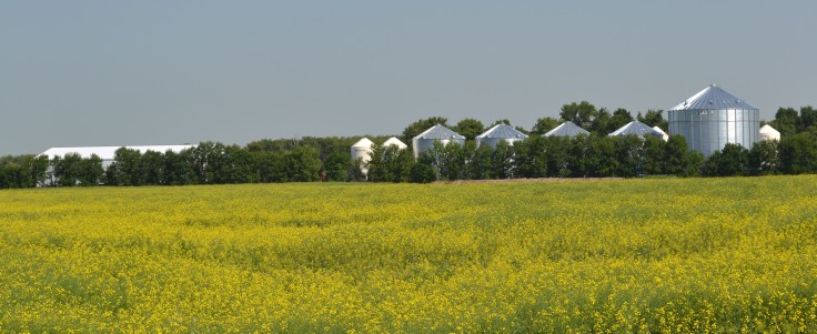 Canola_farm_2012