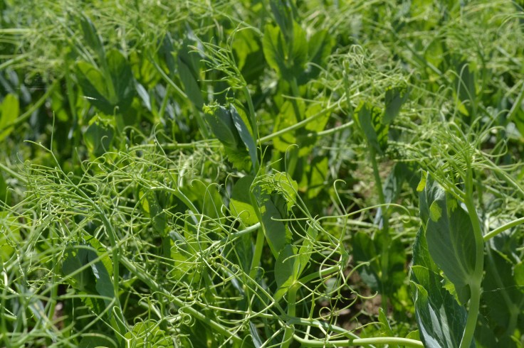 Field peas
