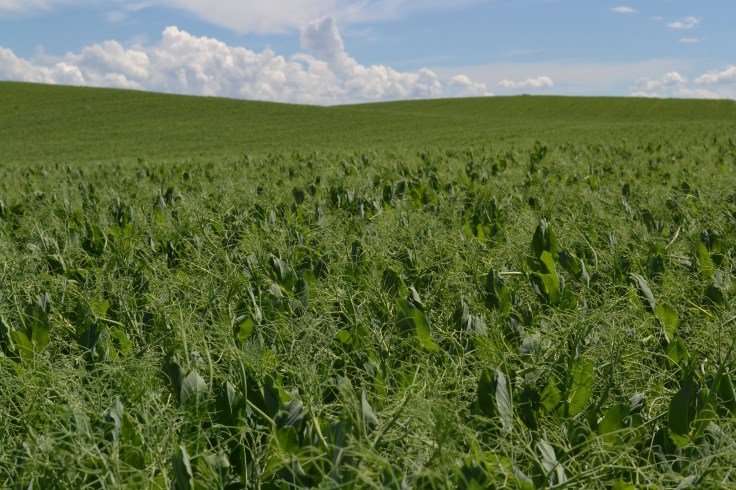 Field peas