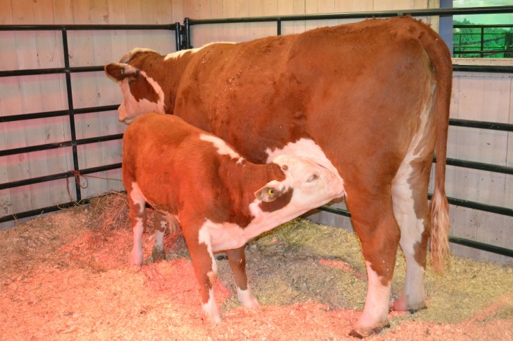 A cow-calf pair. My favourite! 