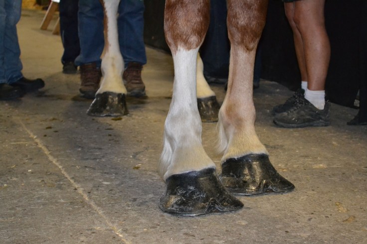 These hooves are made for walking... 