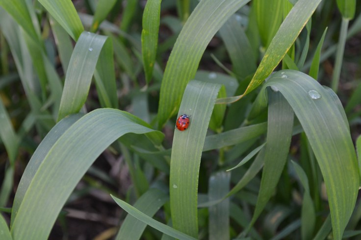Ladybug