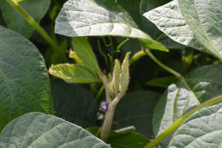 Soybeans in bloom in southern Manitoba. 