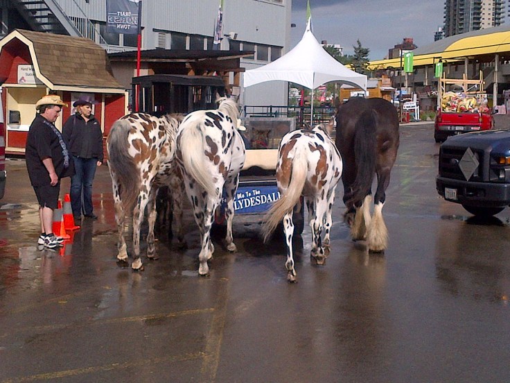 The easy way to walk your horses - behind the golf cart! 