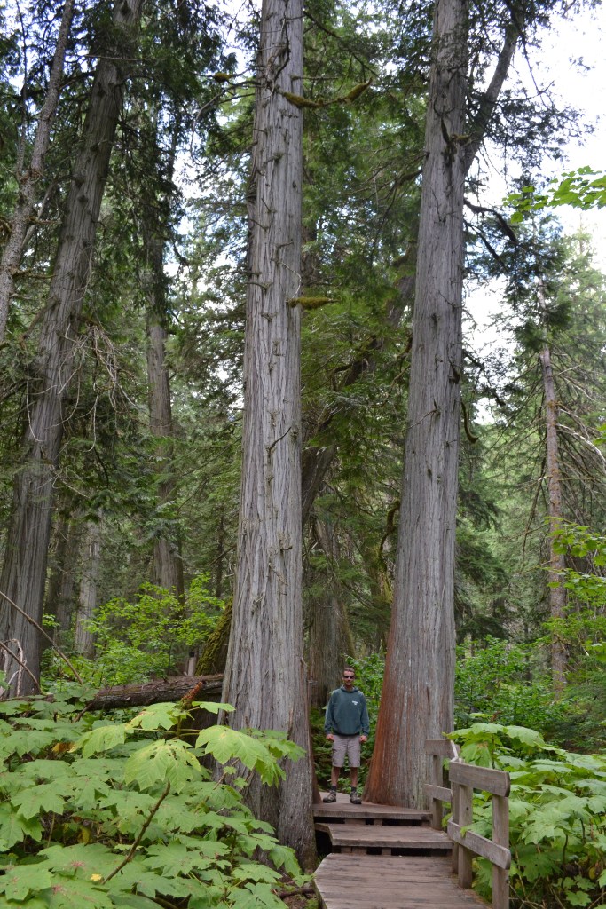 Keith looking tiny between two huge trees. 