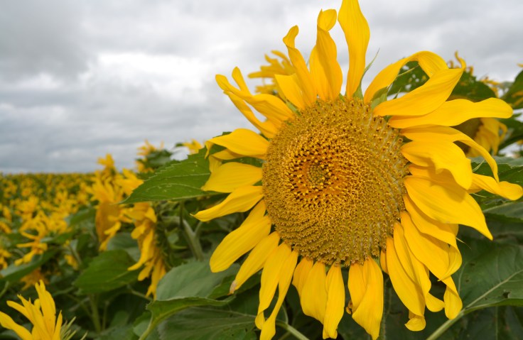 MB_sunflowers01