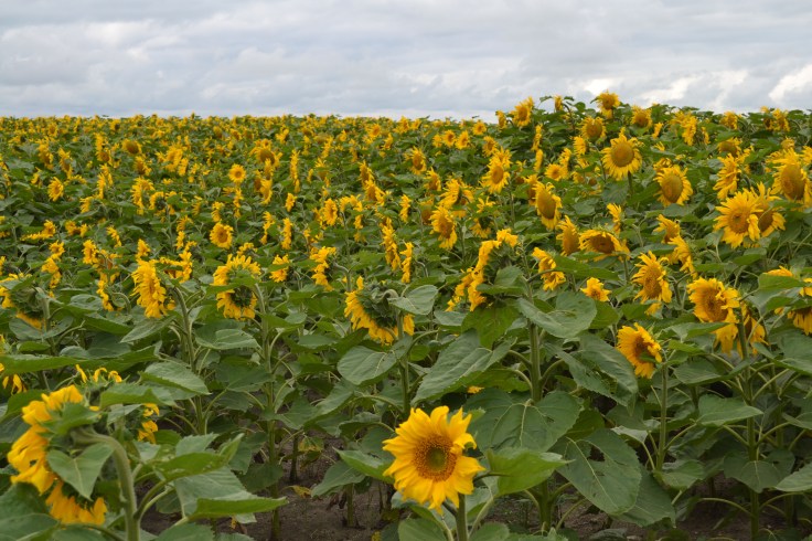 MB_sunflowers04