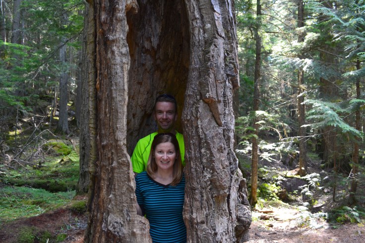In a tree in Glacier National Park. 