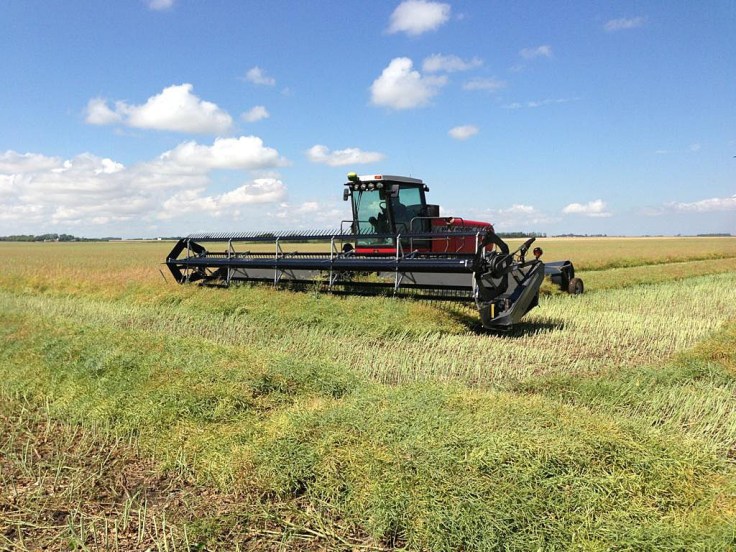 Swathing canola. After canola is swathed it will sit in the rows for awhile before it is combined. 