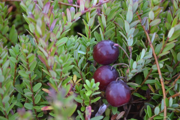 Cranberries are enjoying a resurgence due to their health benefits. 