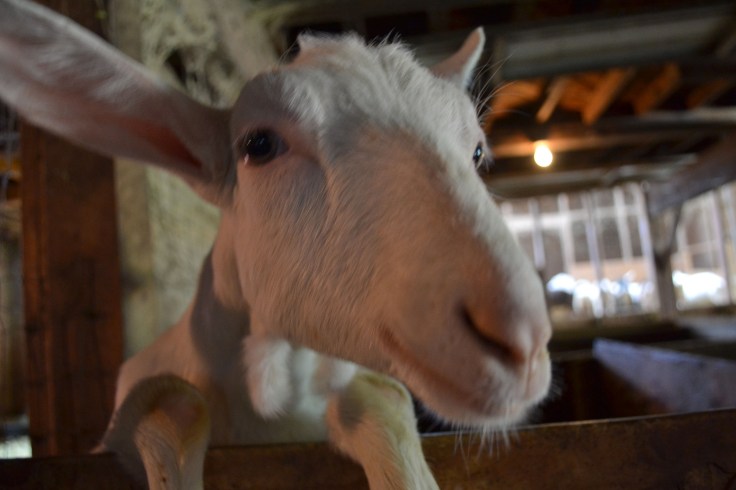 This friendly goat is just saying hello! 