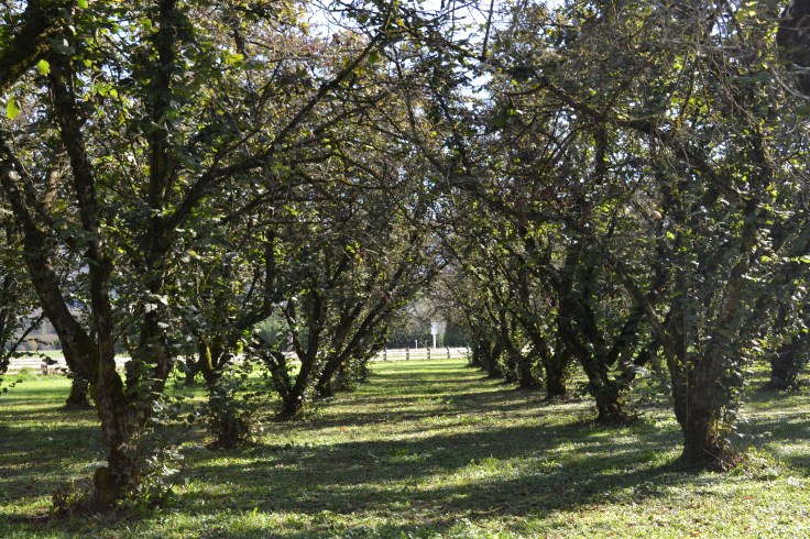 Rows and rows of hazelnut trees. 