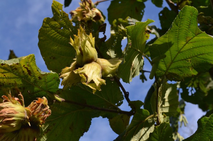 Hazelnuts on the tree. 