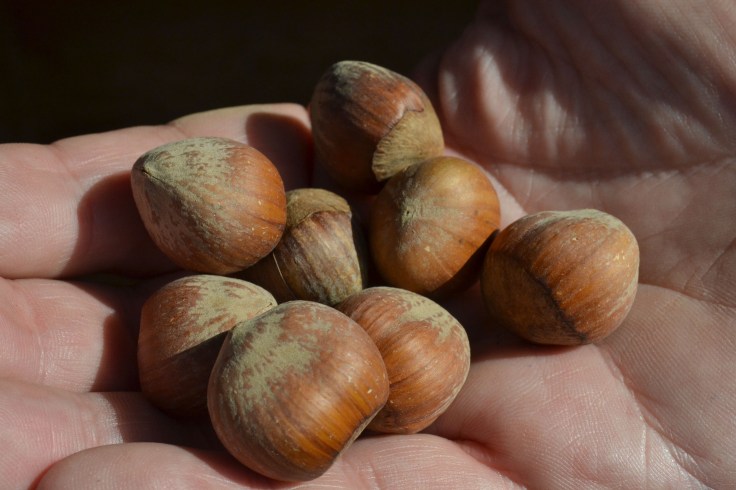 Harvested hazelnuts. Yum! 