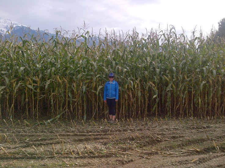 My 5 foot 4 inch frame beside 12 foot corn in BC's Fraser Valley. 