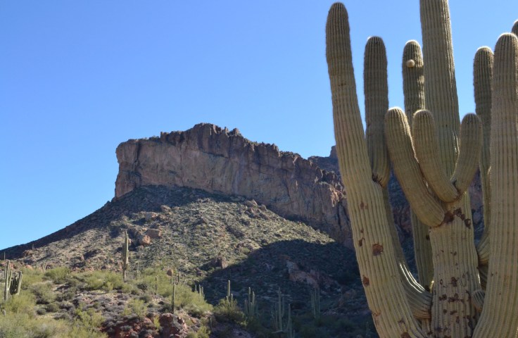 There were cacti everywhere along Apache Trail. 