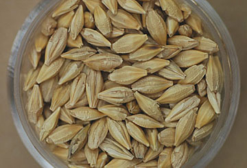 barley_grain