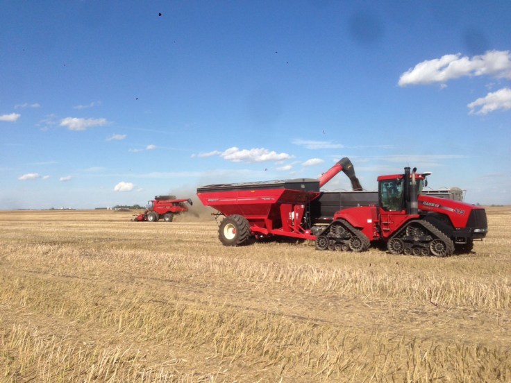 Unloading canola in the field. 
