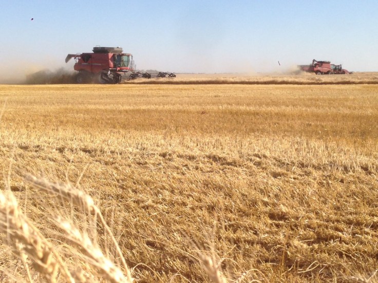 Combining spring wheat on the farm. 