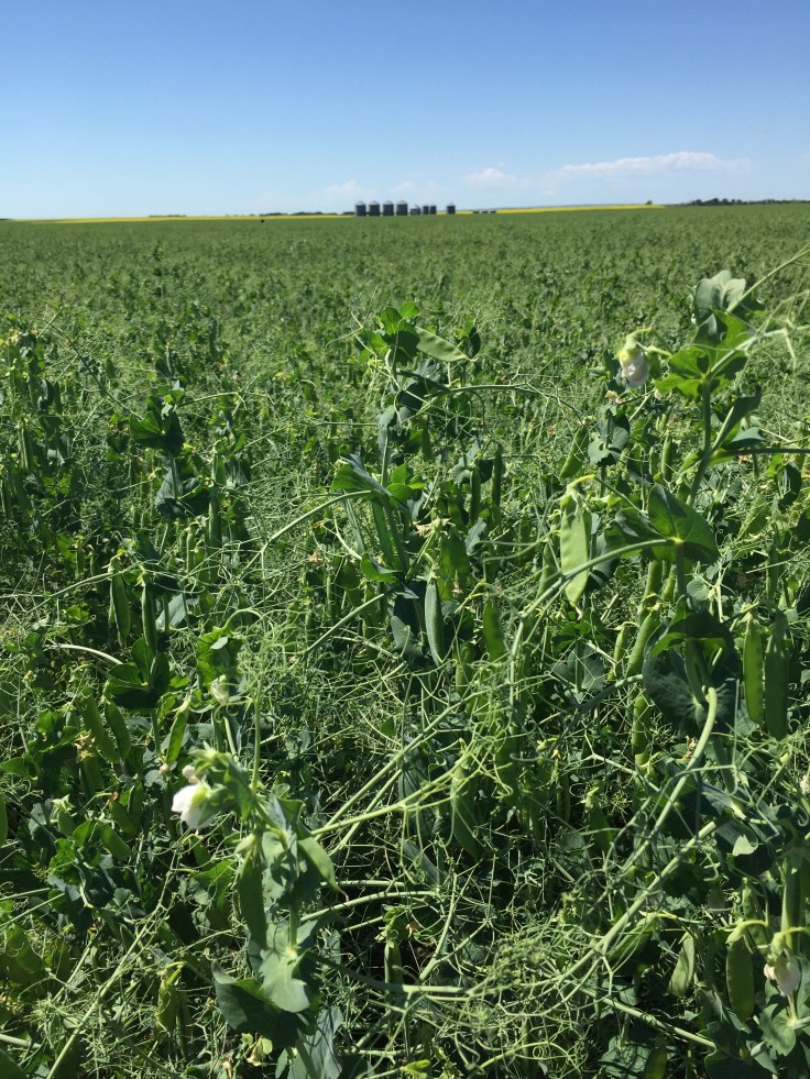 Field_peas_SK